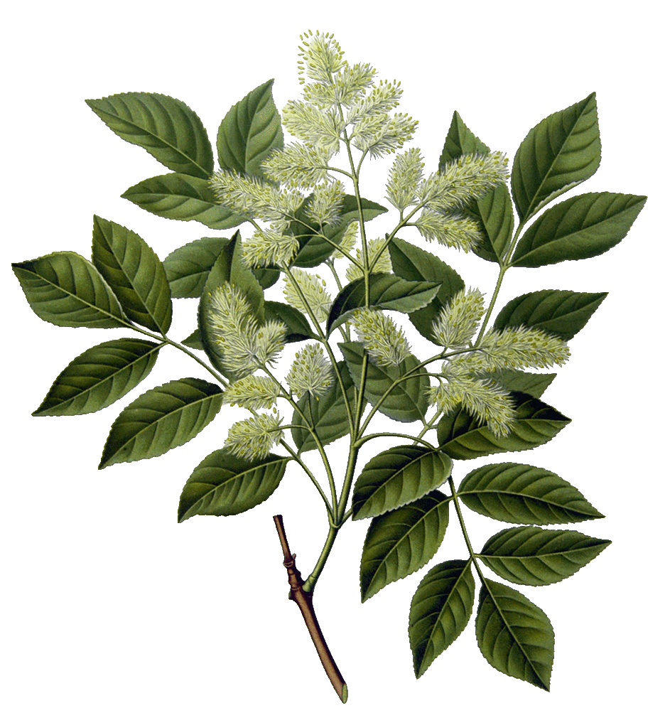 Botanical illustration of an ash tree